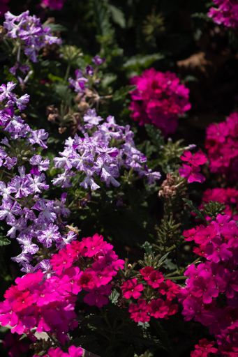 A vertical shot of beautiful alyssum