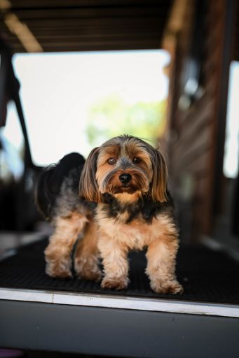 A vertical shot of a lovely brown dog with long ears