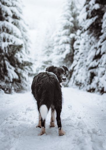 A vertical shot of a black border Collie in a forest covered in the snow