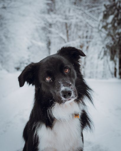 A vertical shot of a black border Collie in a forest covered in the snow