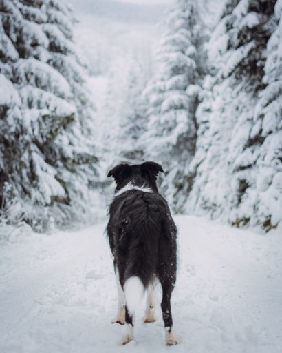 A vertical shot of a black border Collie in a forest covered in the snow