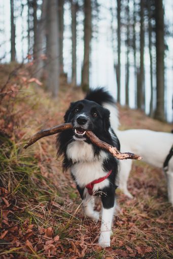 A vertical shot of an adorable border collie holding a stick in a forest under the sunlight