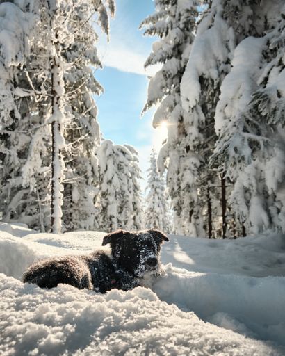 A vertical shot of an adorable border collie in a forest covered in the snow under the sunlight