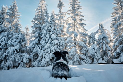 A closeup of an adorable border collie lying in a forest covered in the snow under the sunlight