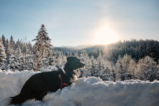 A closeup of an adorable border collie lying in a forest covered in the snow under the sunlight