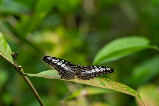 Clipper, Parthenos Sylvia. Close up shot of butterfly. Horizontal sh