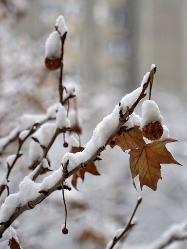 A vertical shot of dried leaves covered with snow on tree branch