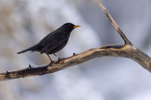 A side view of Common blackbird perched on tree branch