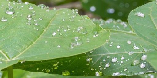 A closeup shot of green leaves with water drops