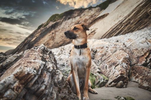 A closeup portrait of a Black Mouth Cur dog sitting on a California beach