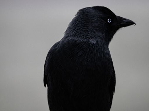 A mesmerizing shot of the side profile of black American crow