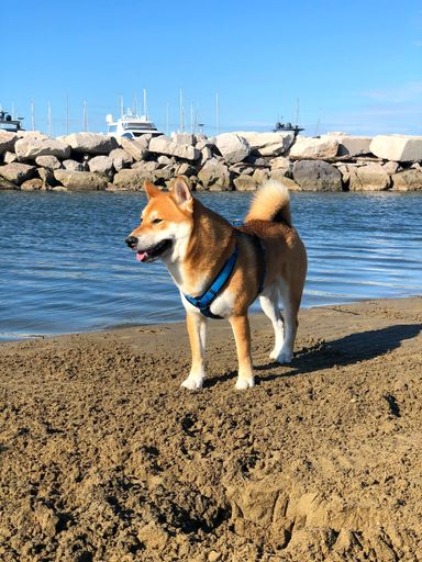 A vertical shot of brown Shiba Inu with harness standing on a sandy beach