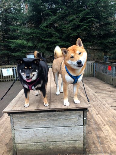 A vertical shot of black and brown Shiba Inu dogs with harness standing on wooden plank in the park