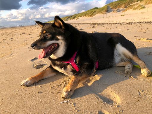 A closeup shot of black Shiba Inu with harness sitting on a sandy beach