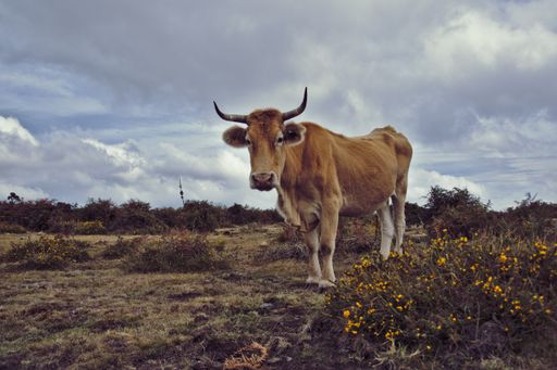 A closeup of a betizu in a field under a cloudy sky in the countryside