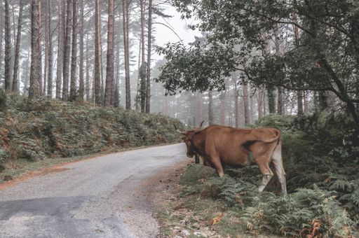 A big brown cattle walking through a narrow path in a forest with tall trees on a foggy day in autumn