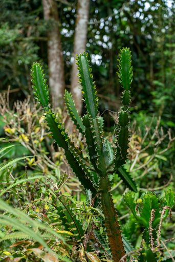 Euphorbia,  Vibrant green juicy exotic Succulents plant. Vertical shot