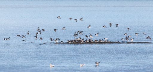 A closeup of Oystercatchers flying over the water