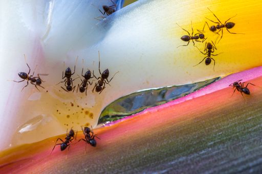 A closeup shot of ants on flower petals