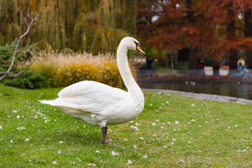 A beautiful white swan standing on a grassy ground near a public park pond