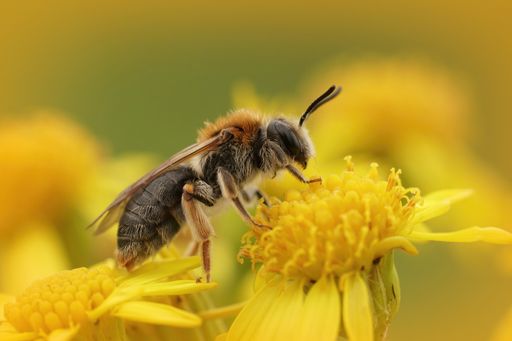 A macro shot of a mining bee on a yellow ragwort flower