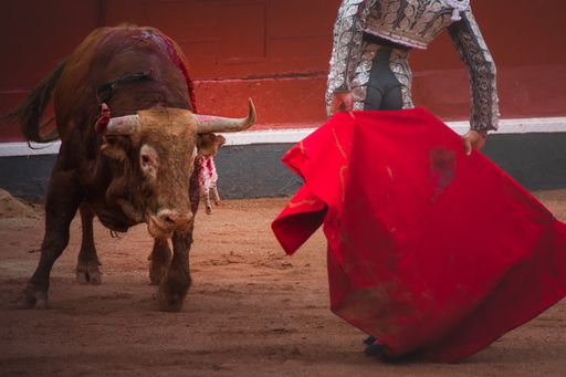 A brown bull and a fighter in bullring during a spectacle