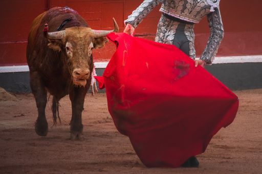 A brown bull and a fighter in bullring during a spectacle