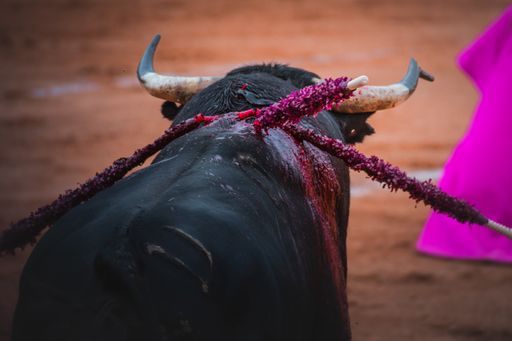 A selective focus shot of a strong black bull in a bullfighting ring
