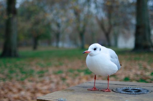 A selective focus of a seagull on a wooden surface in the forest
