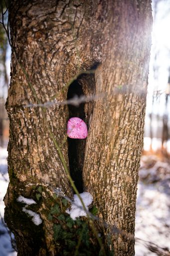 A vertical shot of a pink stone in a hole in the tree.
