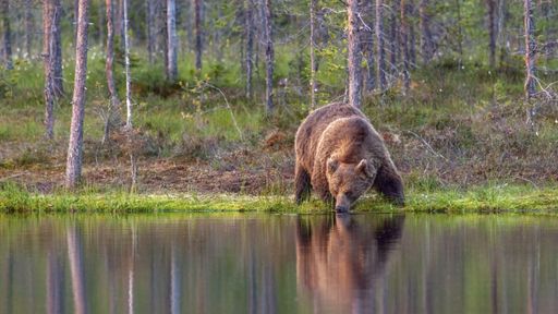 A wide-angle lens shot of a grizzly bear drinking water at a lake in the forest