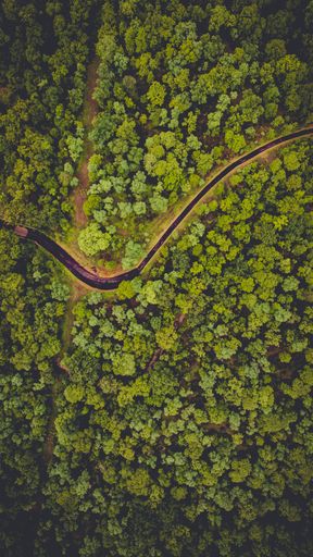 A vertical aerial shot of a long road surrounded with trees and greenery