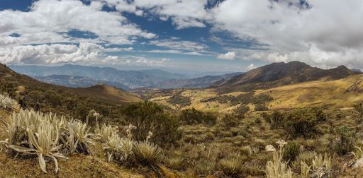 An aerial view of a mountainous landscape featuring an abundance of brown grass, wildflowers, and small plants in an array of vivid colors