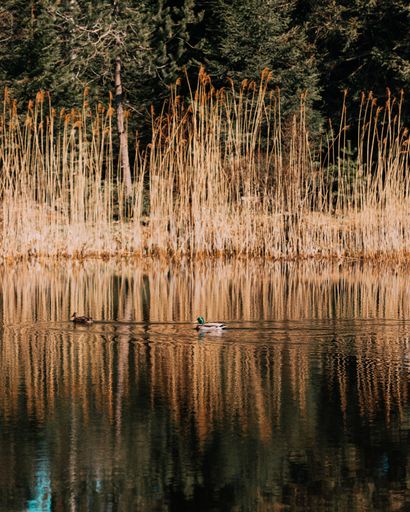 A vertical shot of ducks swimming in a pond