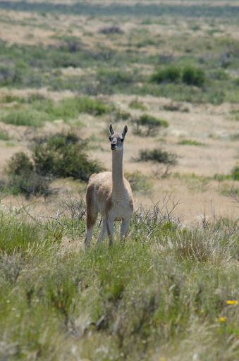 A llama stands in a grassy meadow on the side of a road, looking off into the distance
