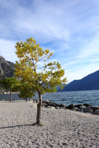 A vertical shot of a tree in the lakeshore surrounded with mountains with a cloudy blue sky