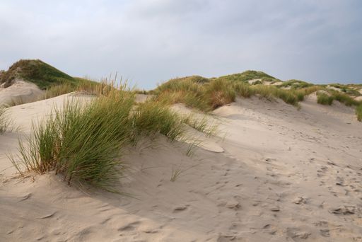 A closeup shot of Amrum island, Germany during the sunset