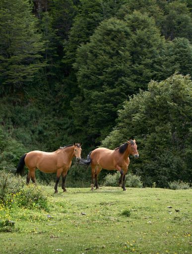 Two beautiful brown wild horses gazing freely in the middle of a field