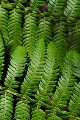 A vertica selective focus shot of green ferns