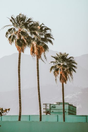 A vertical shot of beautiful tropical palm trees near the mountains in California