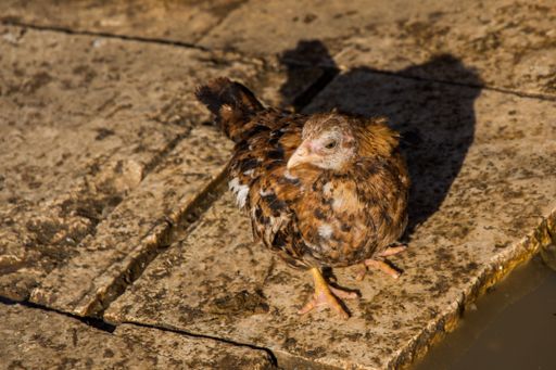 A high angle closeup shot of a cute brown hen with its shadow on the ground