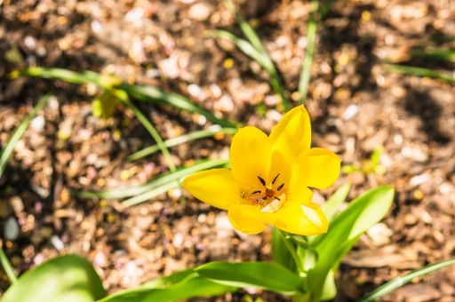 A high angle closeup shot of a beautiful yellow snowdrop growing on the soil