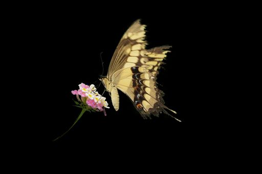 A common Swallowtail-Papilio butterfly isolated on black background