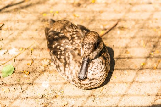 A high angle closeup shot of a cute duck sitting on the ground on a sunny day