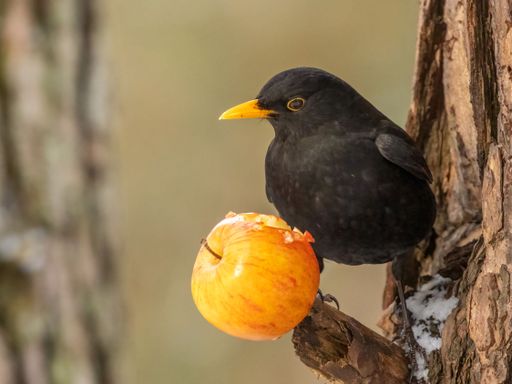 A closeup of a common blackbird (Turdus merula) on a tree