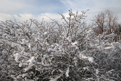 A closeup of bush branches covered in white snow, during daylight