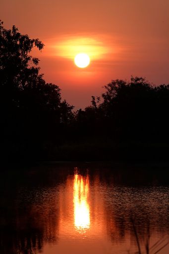A vertical shot of tree silhouettes with the background of a sunset red sky reflecting in a lake