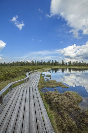 A vertical high angle shot of a wooden path beside the Ribnica Lake in Slovenia