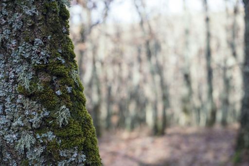 A closeup of tree bark covered in mosses under the sunlight with a blurry background