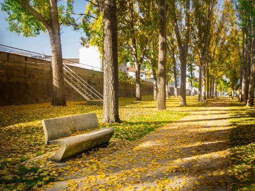 A park with a lot of green-leafed trees and autumn leaves fallen on the ground during daytime